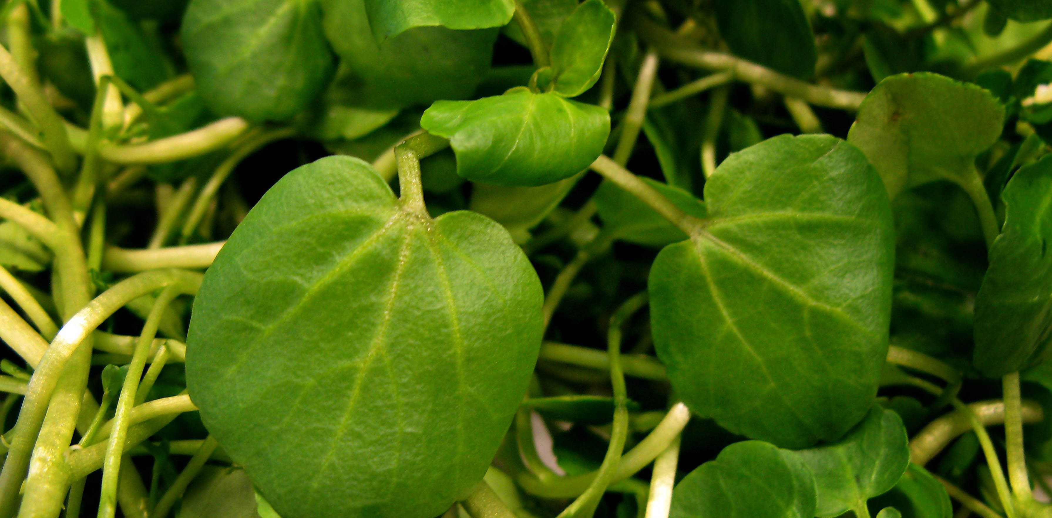 豆瓣入局内容付费,文化内容付费市场会迎来第